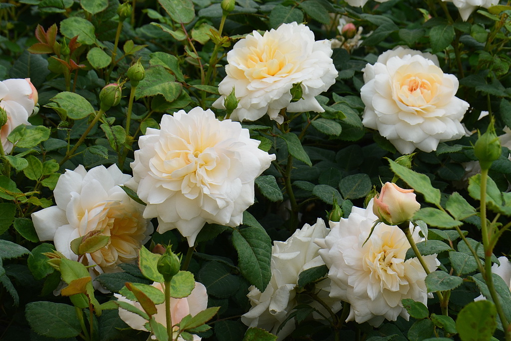 Rosa (S) `Crocus Rose`(`Emanuel`)®_2021.06.03 (1).JPG